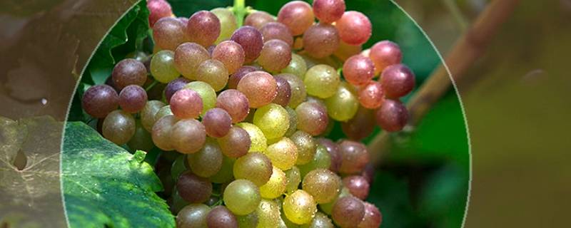 葡萄没熟透放一放会熟吗 葡萄不熟放几天会熟吗