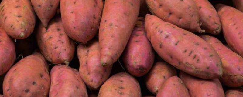 红薯糖化需要几天 红薯糖化需要多久