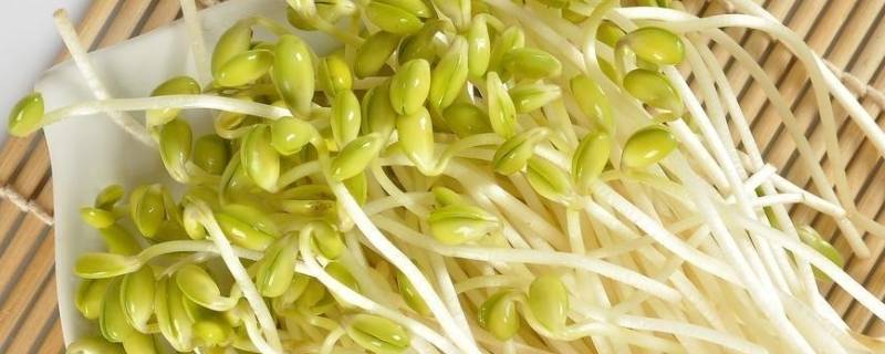 绿豆芽的变化过程（绿豆芽的变化过程日记）