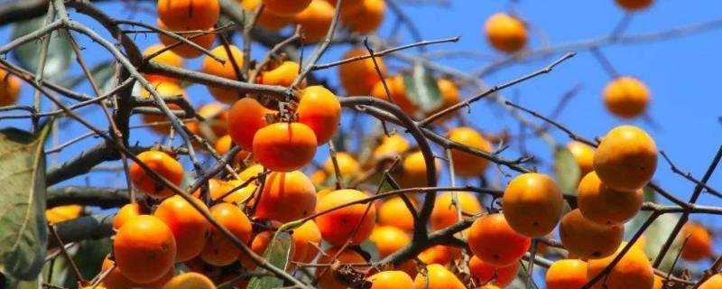 秋天都有什么水果成熟（秋天都有什么水果成熟了它的作用）