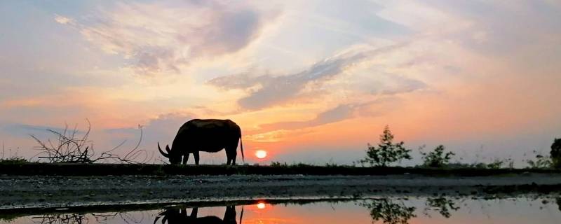 夕阳西下有哪些动物 夕阳西下有哪些动物在活动?