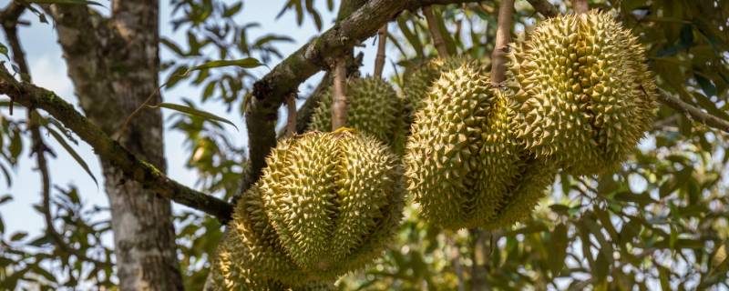 榴莲切开后发现没熟怎么办(榴莲未熟切开怎么办)