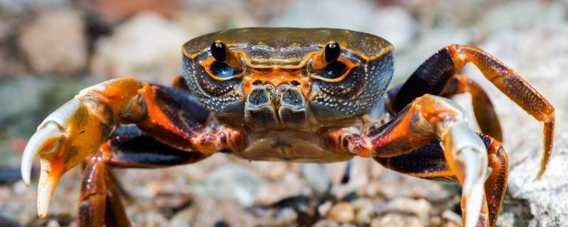 大闸蟹12月份母蟹还有黄吗 12月母螃蟹有蟹黄吗