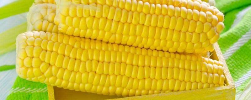 玉米算蔬菜吗 鲜食玉米算蔬菜吗