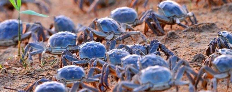 河蟹吃公的还是母的（河蟹吃公的还是母的好吃）