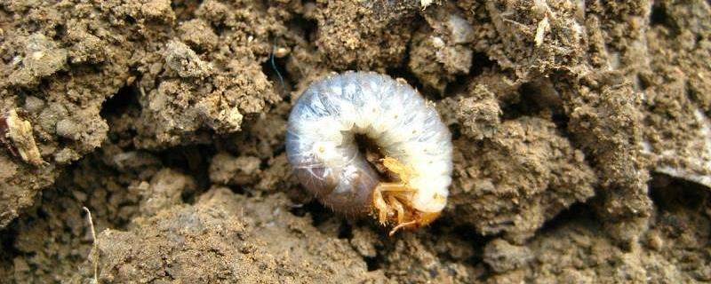 花生地里的白色虫子叫什么（花生地里绿色虫叫什么）