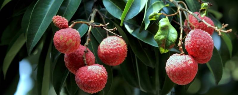 9月份还有荔枝吃吗 9月份还能吃荔枝吗