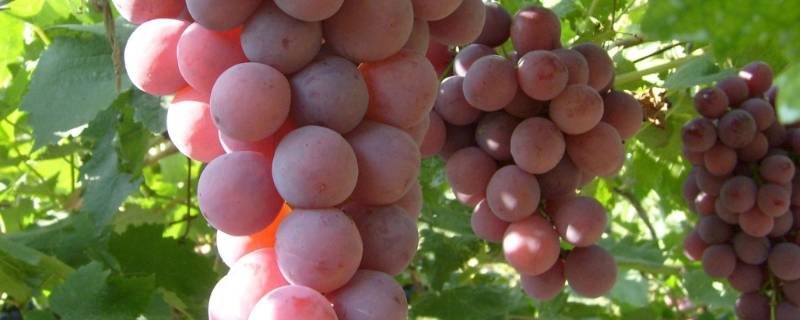 提子是什么水果(提子是什么水果?)