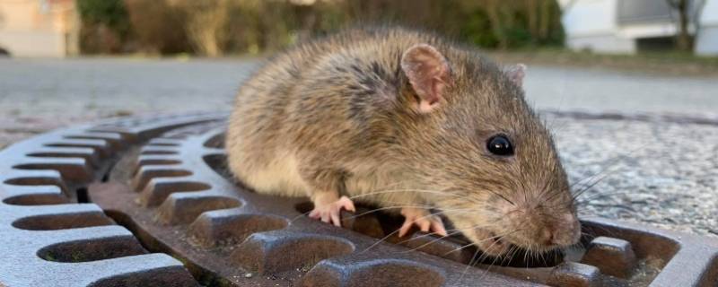 家里老鼠是怎么形成的 家里有老鼠的现象