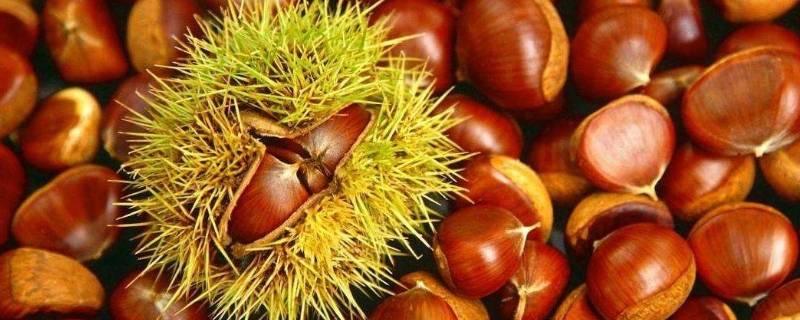 空气炸锅烤板栗不放油可以吗 空气炸锅烤栗子可以不放油吗