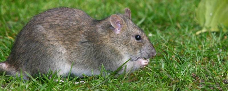 怎么判断家里有没有老鼠 怎么判断家里有没有老鼠窝