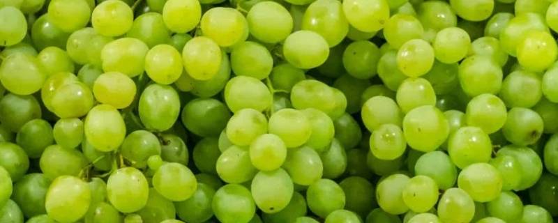 提子是葡萄吗 水果提子是葡萄吗