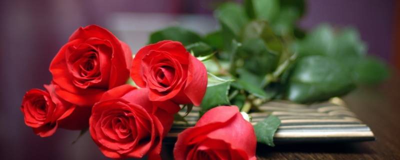 花期到了什么意思（花期到了下一句是什么）