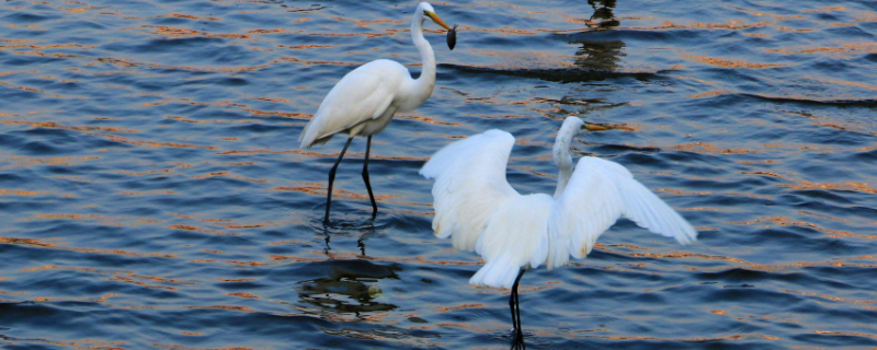白鹭的分布范围有哪些 白鹭的分布和种类