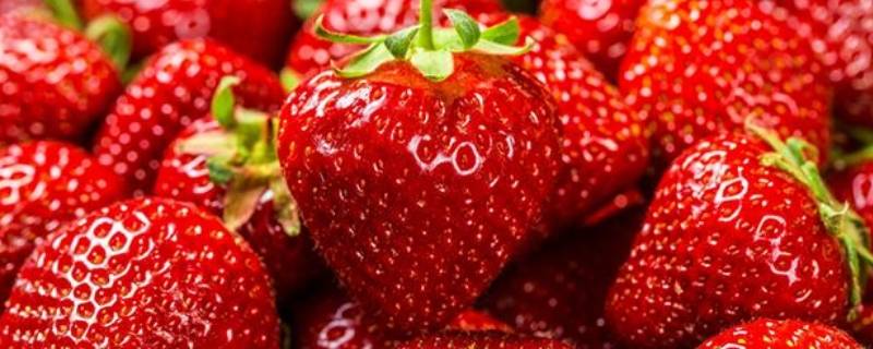 草莓是靠什么传播种子的（草莓有2种传播种子方法）