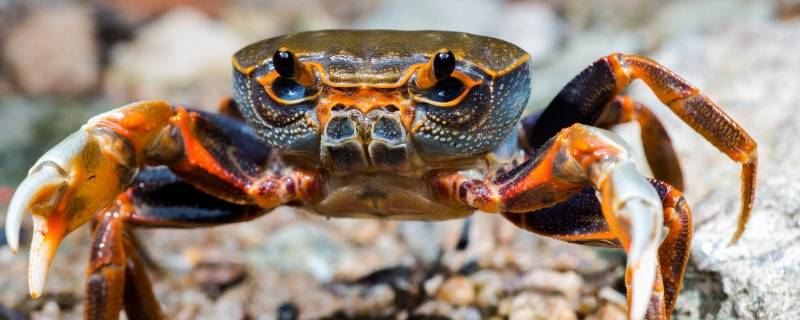 大闸蟹放冰箱保鲜能活几天（大闸蟹放冰箱能存活几天）