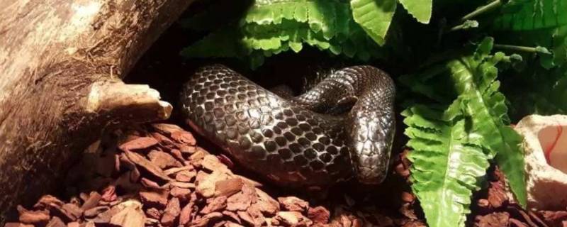 蛇几度开始冬眠（蛇在几度开始冬眠）