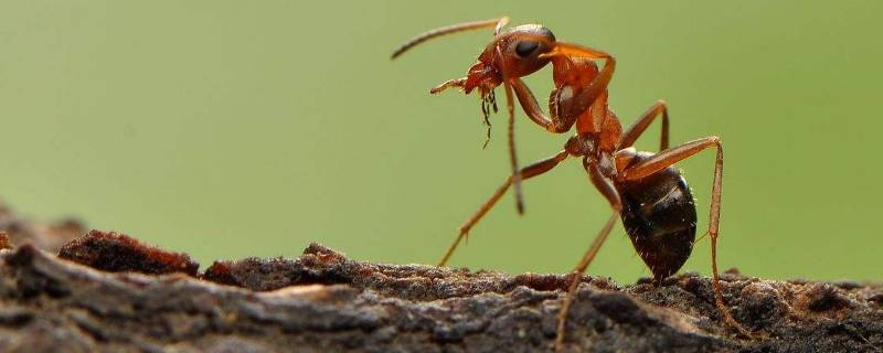 车内有小蚂蚁有什么办法可以去除（车内有小蚂蚁有什么办法可以去除吗）