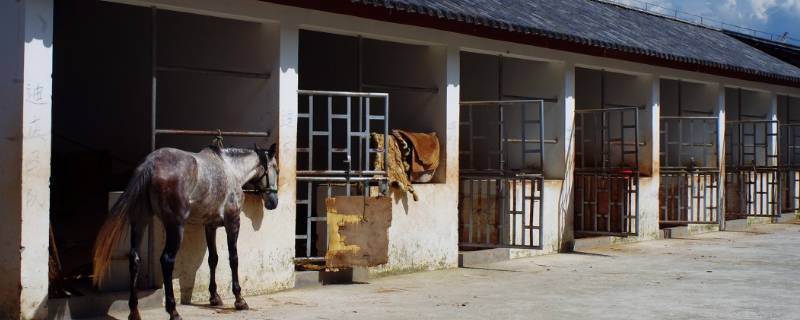 马住的地方叫什么 马住的地方叫什么地方