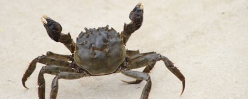 螃蟹多大的好吃（吃螃蟹多大尺寸更好吃）