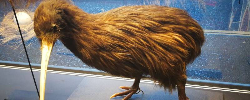 几维鸟的传说（几维鸟的传说初久渡一）