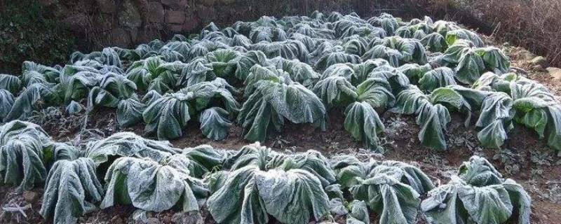 什么是霜冻（什么是霜冻天气）