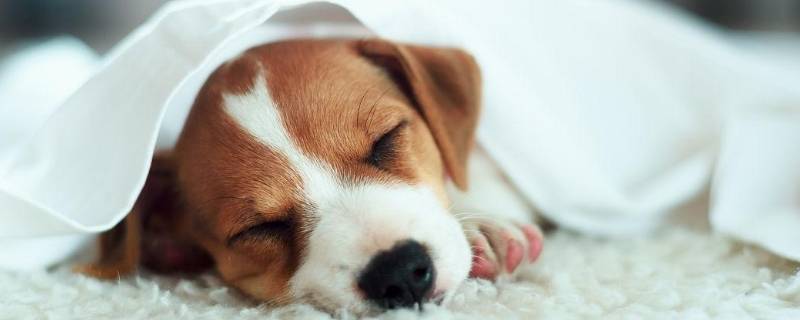 宠物可以上飞机吗 宠物可以上飞机吗买的什么票