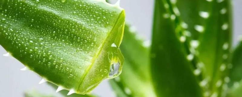 家里种的芦荟可以直接用吗 芦荟可不可以种在家里