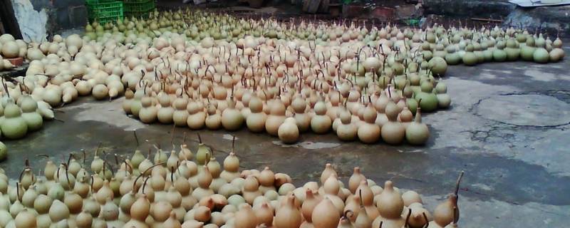 葫芦怎么晒干保存 葫芦怎么晒成干