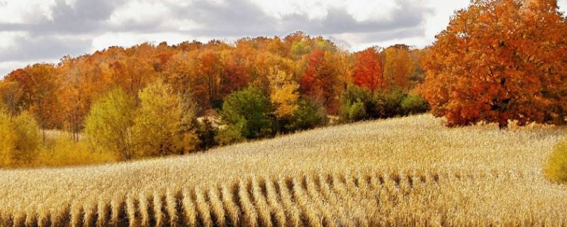 9月是初秋吗 九月初是初秋吗
