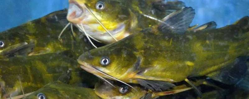 三根刺的海鱼叫什么（三根刺的海鱼叫什么,身体扁的）