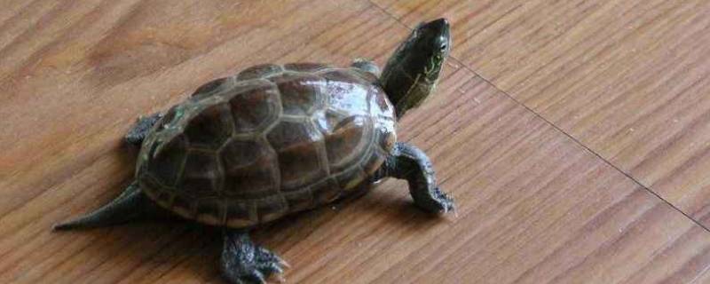小乌龟能带上高铁么 高铁能不能带小乌龟