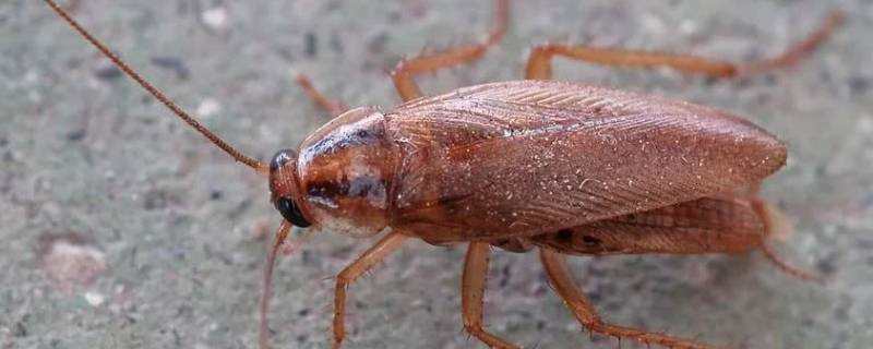 蟑螂用脚踩死了还会繁殖吗（把蟑螂踩死了还会繁殖吗）