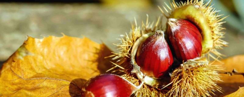 怎么去板栗内皮 怎样去板栗内皮
