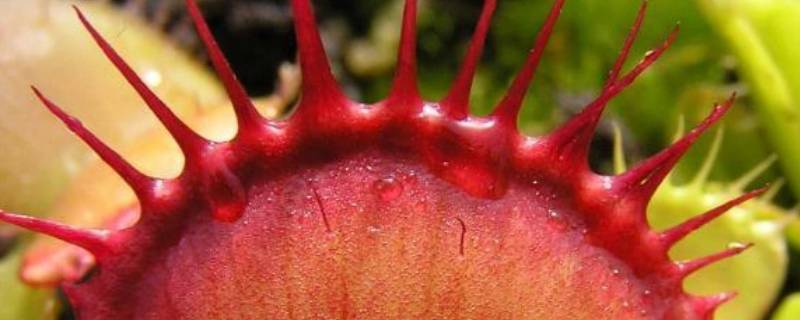 捕蝇草吃什么(捕蝇草吃什么会死)