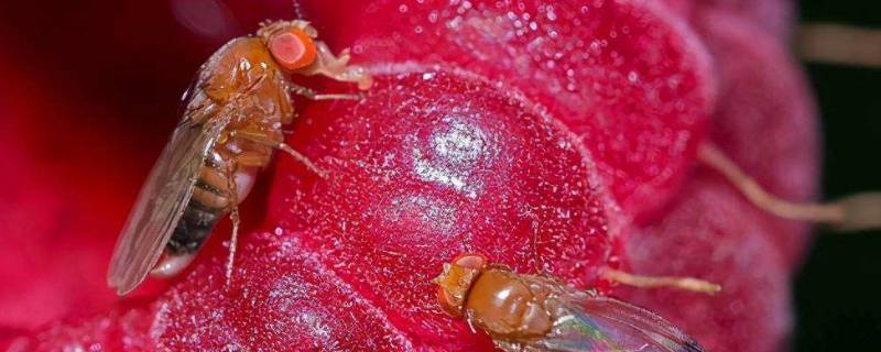 像小苍蝇一样的小飞虫是什么虫子 像小苍蝇一样的小飞虫是什么虫子图片