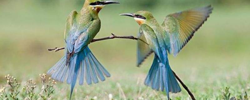 蜂鸟大小 蜂鸟大小对比照片