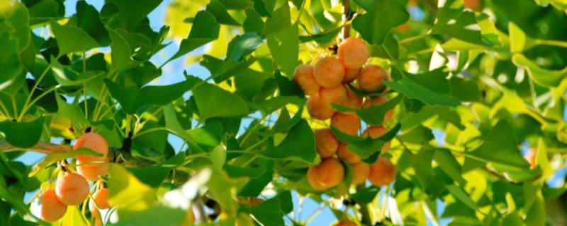 银杏果为什么有绿有黄 银杏果仁为什么有绿有黄