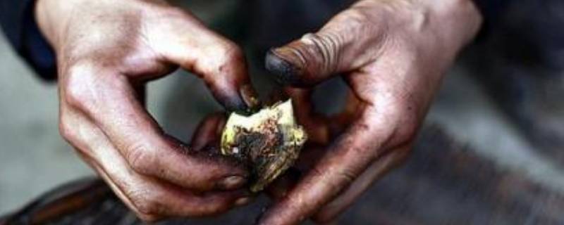 核桃弄到手上的颜色怎么能洗掉 核桃弄手上的颜色怎么去掉