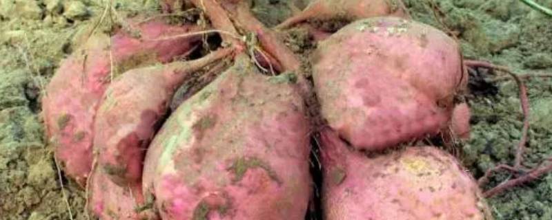红薯挖回来晒几天合适 红薯从地里收回来保存要晒几天吗