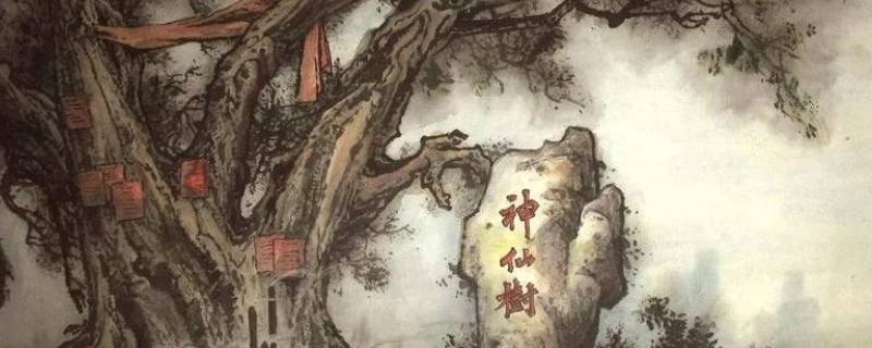 神仙树是桑树吗 神仙树是桑树吗?