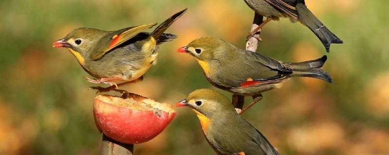 鸟用什么呼吸(鸟用什么呼吸器官)