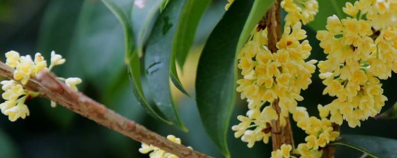 桂花晒干能做香囊吗（桂花怎么做干花香囊）