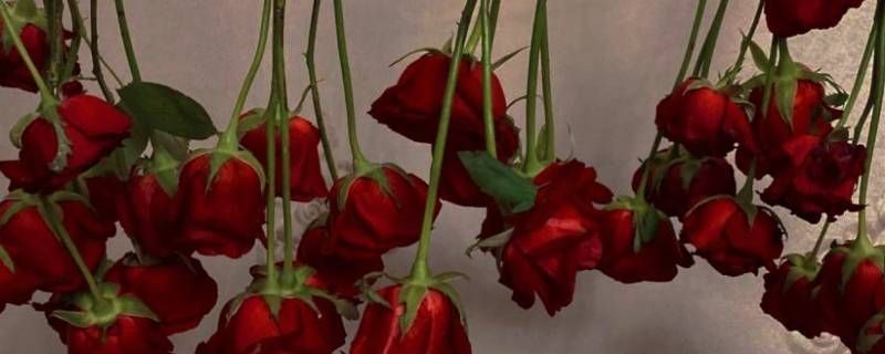 玫瑰花倒挂风干多少天 玫瑰花做干花要倒挂几天