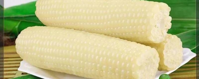 黏玉米一般要煮多久 粘玉米要煮多久