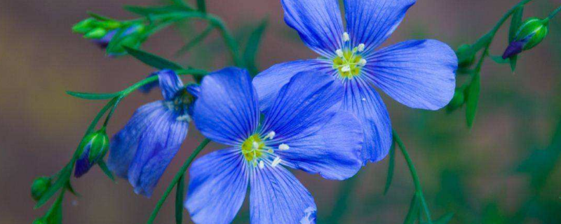 胡麻今名 胡麻今名为什么