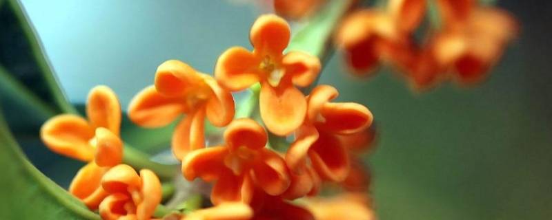 桂花的花瓣像什么（桂花的花瓣像什么样子）