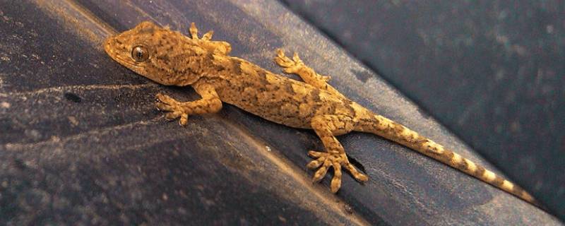 壁虎的尾巴为什么会断（壁虎的尾巴为什么会断,原因是什么）