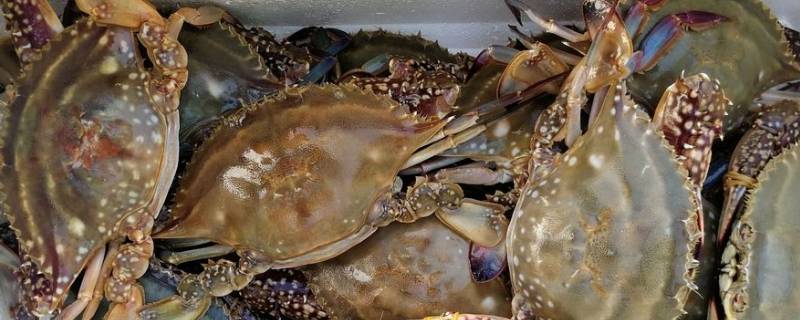 梭子蟹活的和死的有什么区别（梭子蟹是活的还是死的）