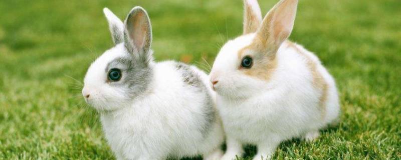 哺乳动物有绿色的吗 哪些哺乳动物是绿色的